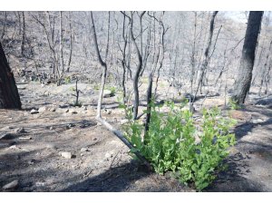 Orman yangınında küle dönen bölgede kendiliğinden fidanlar yeşerdi