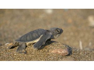 Akdeniz’in simgesi yavru carettaların çıkışı tüm hızıyla sürüyor