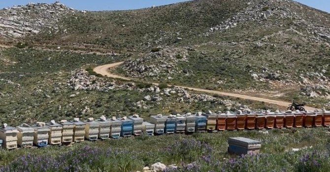Gazipaşa’da 36 arı kovanı çalındı