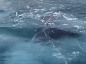 Antalya’da kayalıklar arasına giren yavru balina kurtarıldı