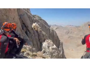 9 gün boyunca mahsur kalan keçiler 5 saatlik operasyonla kurtarıldı