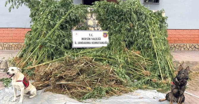 Bahçesinde kenevir yetiştiren şüpheli 45 kilo esrarla yakalandı