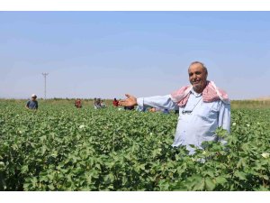 Tarım işçileri, 45 dereceyi aşan sıcakta 650 TL yevmiyeyle  pamuk tarlasında zorlu mesai sürdürüyorlar