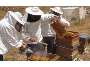 Petekler balla doldu: Sıfır rakımda başlayan sezon 2 bin rakımda Eğriçayır’da sona erdi