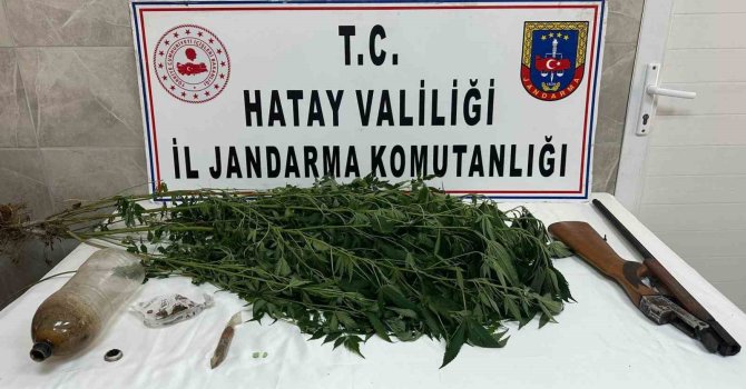 Payas’ta evinin bahçesinde hint keneviri yetiştiren şahıs yakayı ele verdi