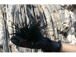 Akdeniz’de bir dönem korku salmıştı, zehirli istilacı tür yok olmaya başladı