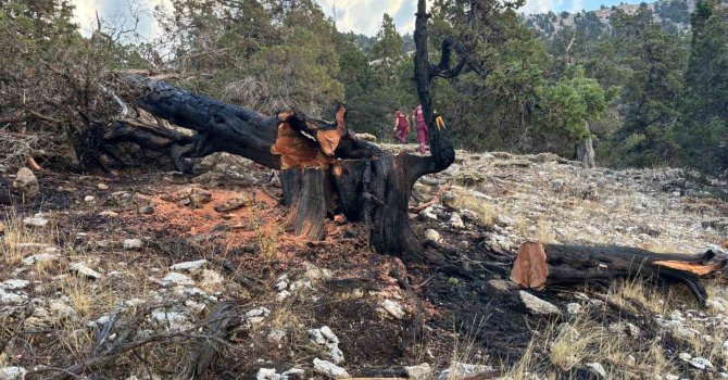 Ağaca düşen yıldırım yangına neden oldu