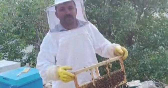 Ayı kovanları parçalayıp balı yedi, üretici 100 bin lira zarara uğradı