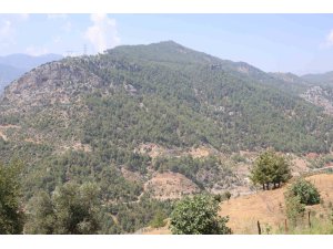 Adana’da orman yangınıyla küle dönen 4 bin hektarda fidanlar tekrar büyüdü