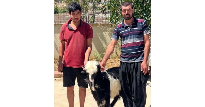 Adana’da keçi çalan 2 şüpheli yakalandı