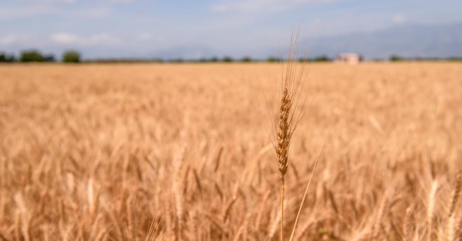 Kepez’de hasat vakti