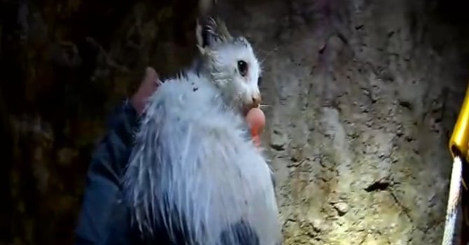 20 metrelik kuyuya düşen yavru kedi kurtarıldı