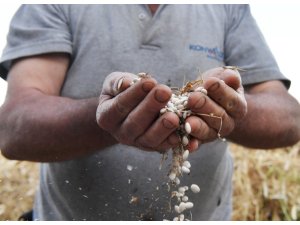 Çandır fasulyesi için coğrafi işaret başvurusu yapıldı