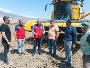 Kırıkhan’da ayçiçeği hasadı başladı