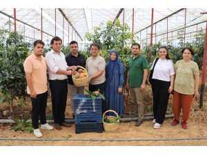 30 yıl önce deneme amaçlı ilk fidan dikildi, bugün 300 dönümden fazla alanda üretiliyor