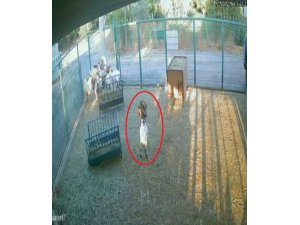 Yerdeki poşeti başına geçiren cüce keçi, diğer keçilerin kabusu oldu