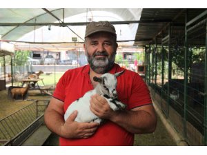 Kafasındaki poşetle sürüye kabusu yaşatan keçinin sahibi: "Poşetin içinde küçük bir delik açmış oradan nefes alabiliyordu"
