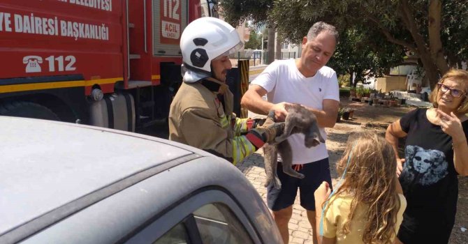 Hatay’da palmiyede mahsur kalan kedi ekipler tarafından kurtarıldı