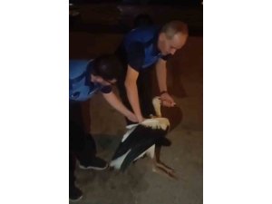 Reyhanlı’da bitkin halde bulunan leylek, zabıta ekiplerince koruma altına alındı