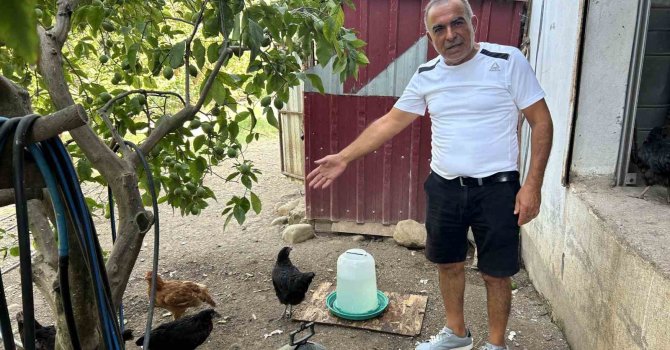 Kümese giren sokak köpekleri 70 tavuğu telef etti