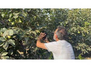 Cennet hurması üreticilerine "Akdeniz meyve sineği" uyarısı