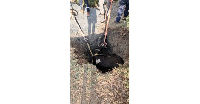 Burdur’da kuyuya düşen inek 2 saatlik çalışmayla kurtarıldı