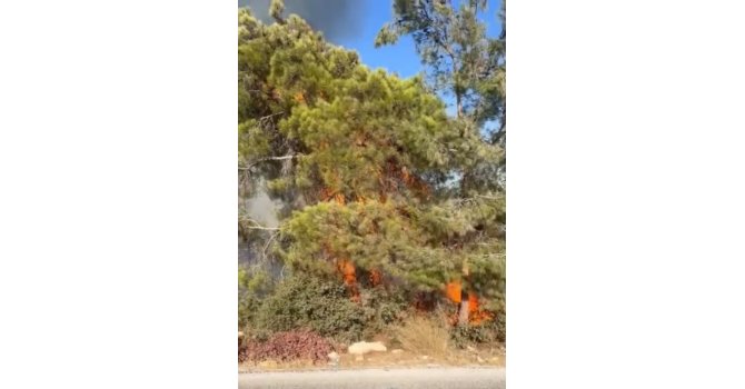 Mersin Erdemli’de orman yangını büyümeden söndürüldü