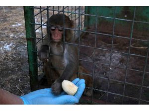 Sahibinin tokatladığı maymun koruma altına alındı