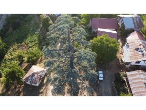 Feke’deki 6 asırlık "Toros Sediri" görenleri hayran bırakıyor