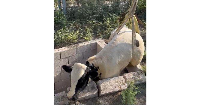 Tuvalet kuyusuna düşen boğa itfaiye ekipleri tarafından kurtarıldı