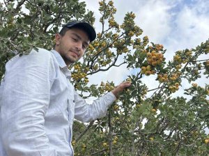 Şifa deposu alıçta hasat başladı: Kilogram fiyatı 200 TL’den alıcı buluyor