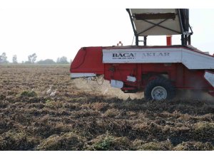 Yer fıstığında hasat: Üreticinin yüzü güldü, kuşlar da şölene katıldı