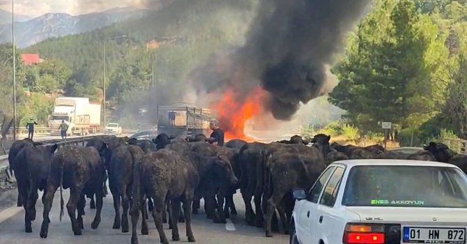 Büyükbaş hayvan yüklü tır alev alev yandı