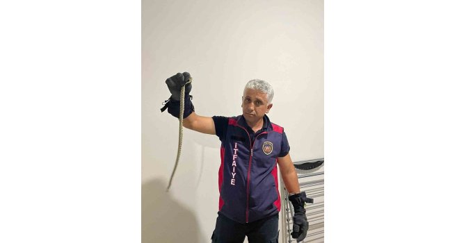 Hatay’da eve giren yılanları itfaiye yakaladı