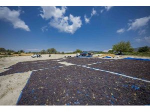 Gülnar kuş üzümü tescil ile değer kazandı