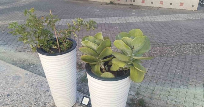 Gözüne kestirdiği saksıdaki çiçeği sökerek götürdü