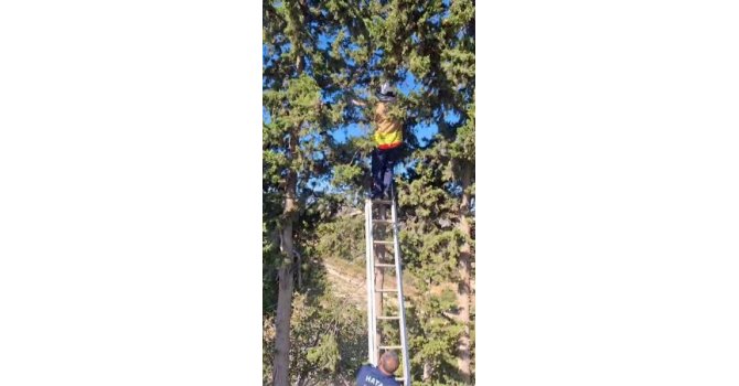 Ağaçta mahsur kalan kedi, merdiven yardımıyla kurtarıldı