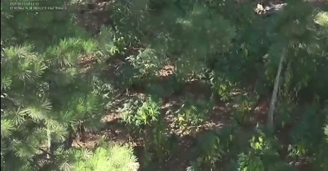 Ormanda uyuşturucu yetiştirmişler: 2 gözaltı