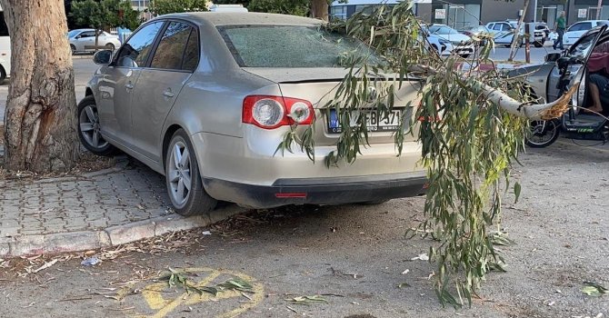 Kırılan ağaç dalı otomobile zarar verdi