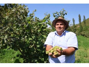 Karadeniz değil Adana: Torosların eteğinde fındık hasadı