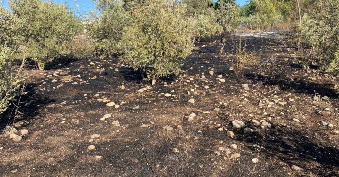 Osmaniye’de zeytinlik alanda çıkan yangın paniğe neden oldu