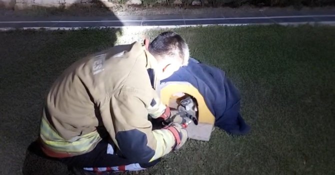 Balık misinasına dolanarak yaralanan kedinin imdadına itfaiye yetişti