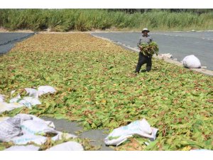 Kurutulmaya bırakılan tütünler, tarım arazilerini renklendirdi