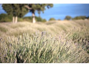 Yağmur suyuyla yetişiyor, yurt dışına ihracat ediliyor