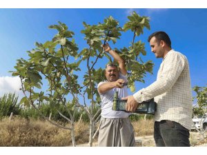 Fidanlar toprakla buluştu, meyveler kasaları doldurdu