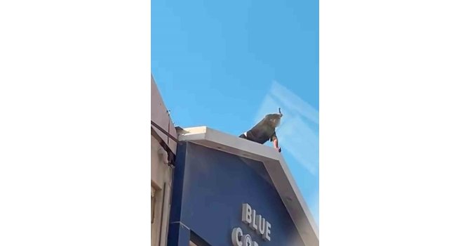 Elindeki bıçakla korku dolu anlar yaşatan şahsı ekipler ikna etti