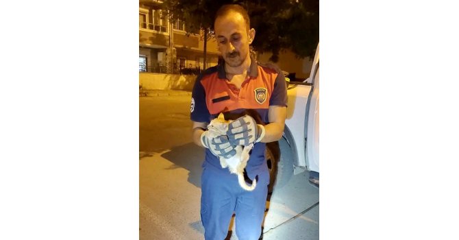 Aracın motor kısmına giren yavru kediyi itfaiye ekipleri kurtardı