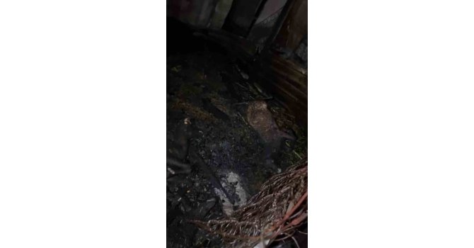 Ahır yandı, 7 hayvan telef oldu