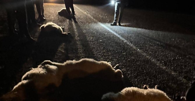 Otomobilin çarptığı 11 hayvan telef oldu