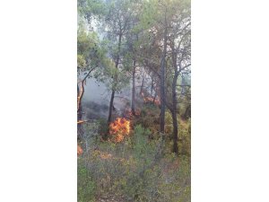 Adana’da çıkan orman yangınları söndürüldü